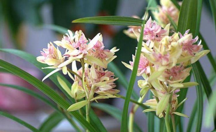 最有仙气的花卉,迷人的花朵,散发淡雅清香