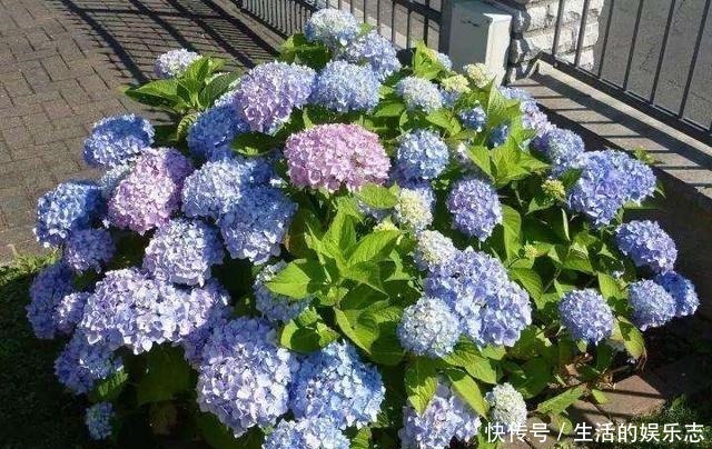 春天不用买盆栽,3种花,摘一个枝扦插,长成一大丛,漂亮好繁殖!