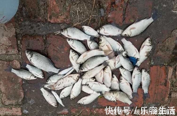 自制|夏季钓鱼杂鱼太多,不妨试试这款自制饵料,野钓黑坑都能用