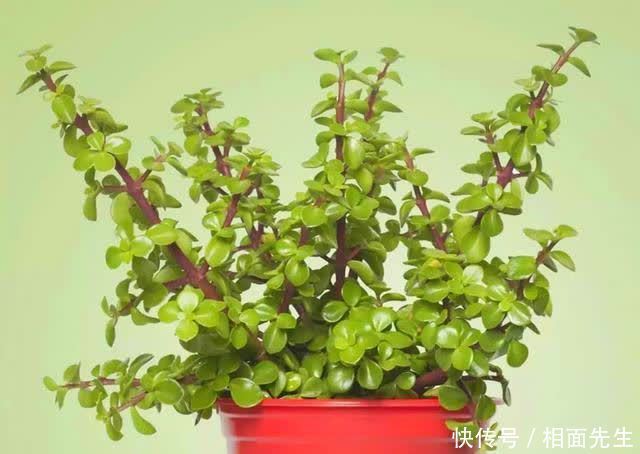 金枝玉叶金莹剔透,养护有技巧,学一学