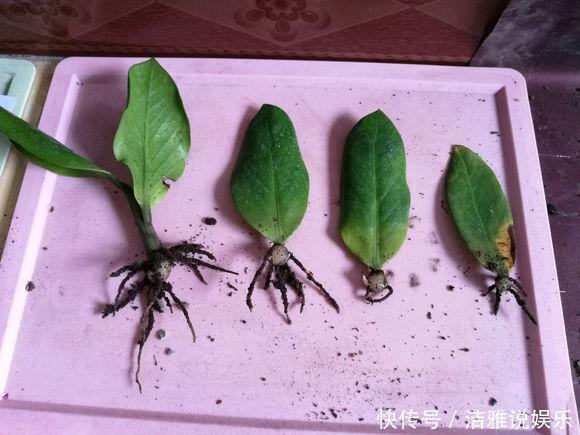 种树|“2种树”养客厅,有“旺财运”的寓意,不施肥不浇水,一样旺盛