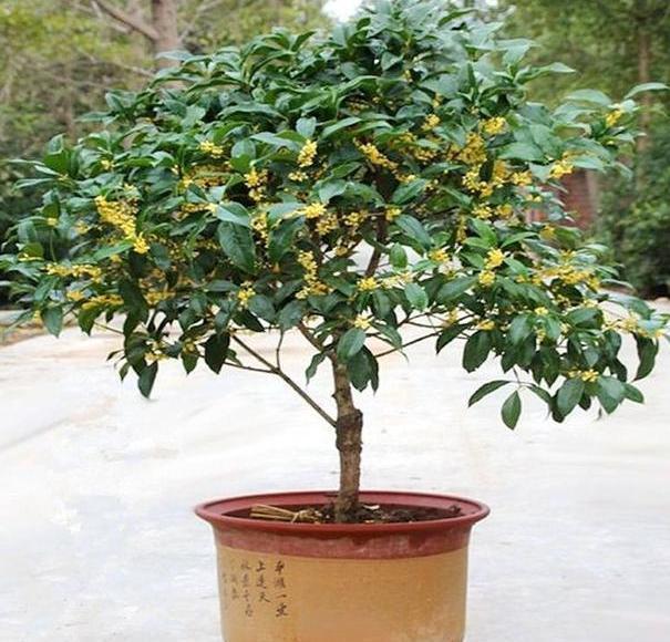 盆栽|这3款植物特适合居家盆栽,时间越久价值越高,还容易养活