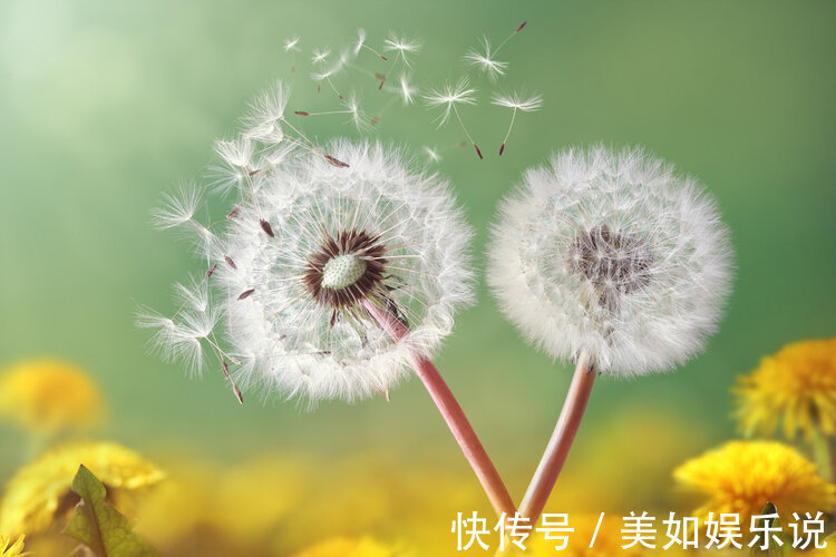 癌细胞|中药又立功?蒲公英48小时可杀死98%癌细胞、消结节?揭开真相