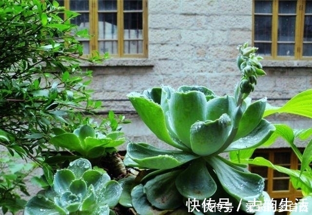 土壤|在家种植落地生根,你没有听错,这就是一个美丽的盆栽