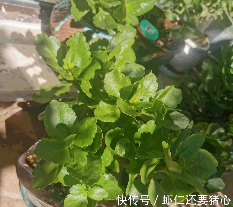 秋天养长寿花，二多做一少做，年底不但有花看，还能爆盆！