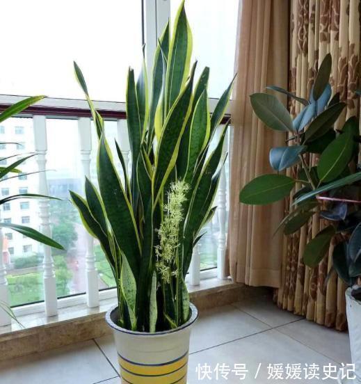 10种“旺运花”,家里至少养一盆,漂亮吉祥还“养人”