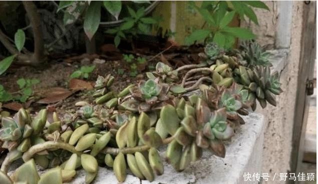 院子|婆婆扔在院子的多肉，几年没管长成老桩，给多少钱也不卖