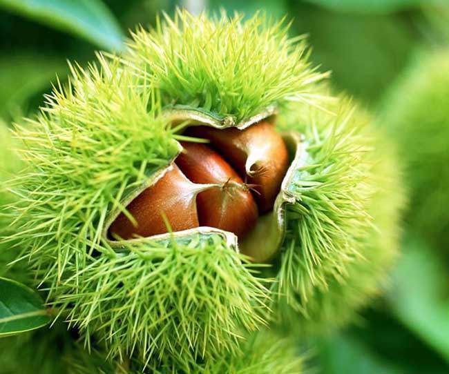 抗疲劳|养生多面手——板栗