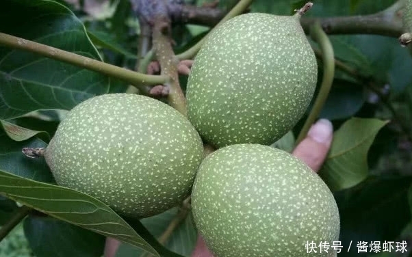 十拿九稳|高血糖“害怕”6种食物,早晚吃一点,血糖“十拿九稳”胜吃药!