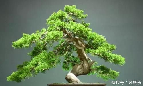 严禁入室的花,看完吓一跳你家里有木有