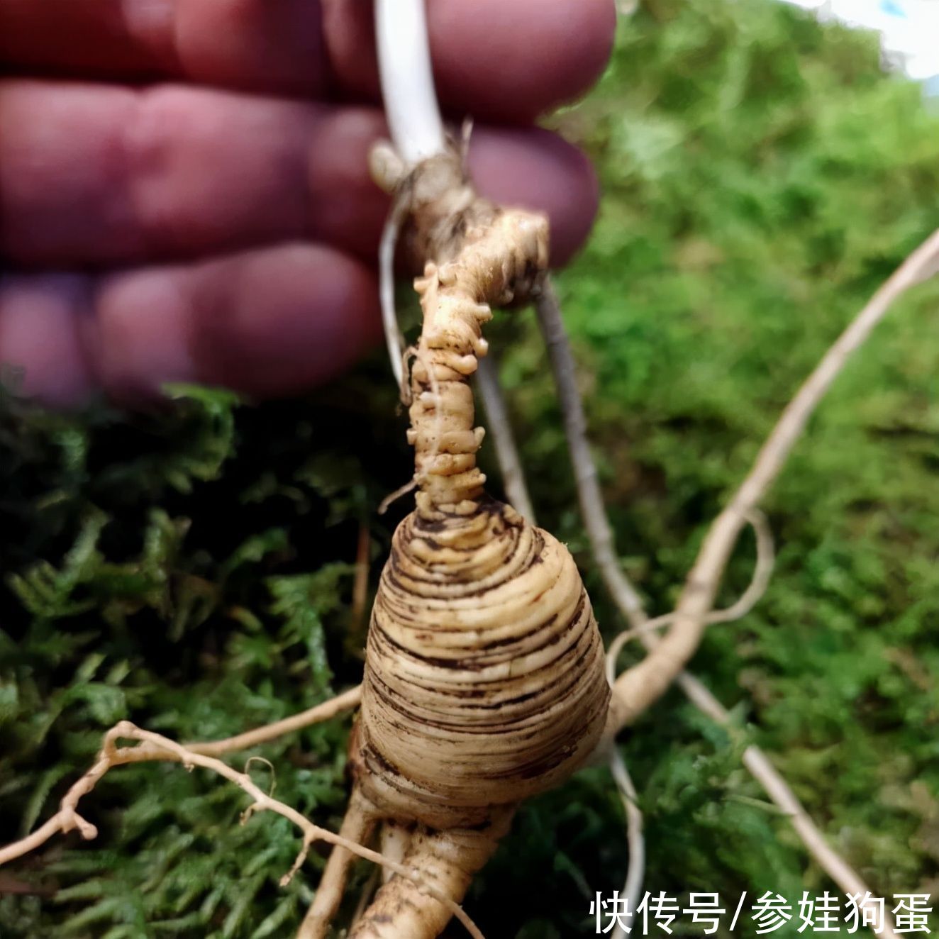 野生人参纯度鉴别