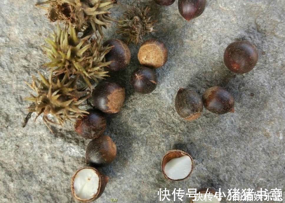 拐枣|“正在消失”的6种野果,属于纯天然绿色美食,全吃过的人并不多