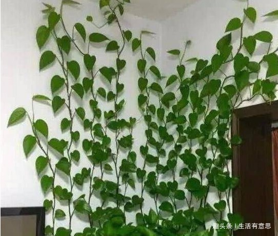 爱“喝油”的3种花,一个月喂一次,吃饱了就爆盆,再胖也养得起