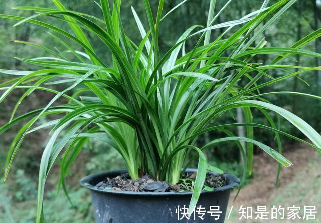 养兰花|养兰花不会施肥怎么办?专为新手定制的技巧,不施肥养兰法