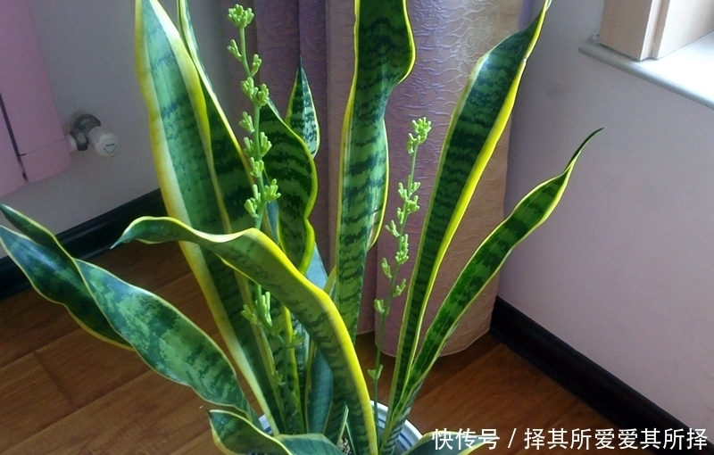 6种高颜值观叶植物，第1名虎皮兰，第2名冷水花，还有谁上榜