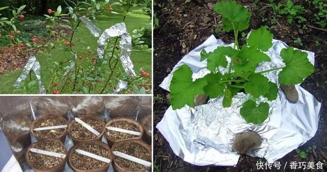 常用的一些生活用品，变成园艺工具，用来养花太方便了