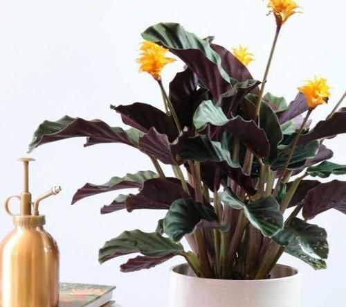 室内盆栽这3样花 空气香喷喷 还不用担心冷热气候造成伤亡 粉紫色