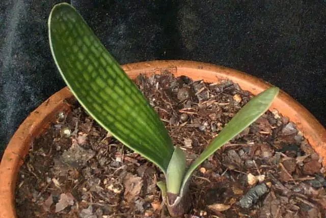 根部|君子兰根部冒出小芽怎么办只需5个步骤,一盆变多盆很简单