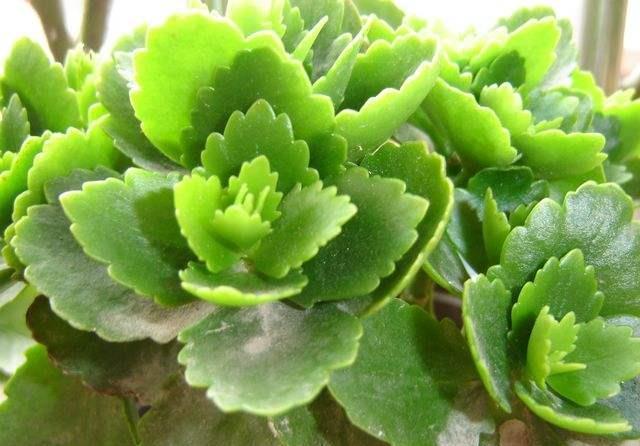 长寿花12月,还在装菜,不开花,快喷“催花水”,立马开花上百朵