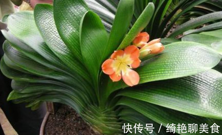 君子兰迟迟不开花别着急,几招催花方法,让君子兰砰砰开花