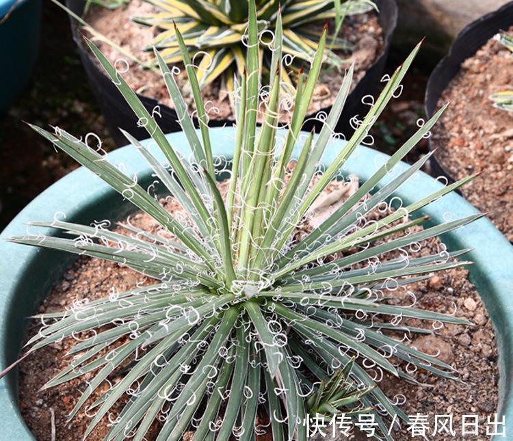 养花在乎寓意,在意颜值和打理难度,就盆栽这5种,全符合条件