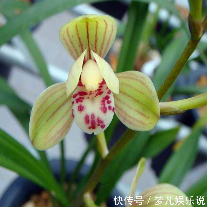 家里别养绿萝,铜钱等普货了,我教你养建兰,不仅好养而且高雅