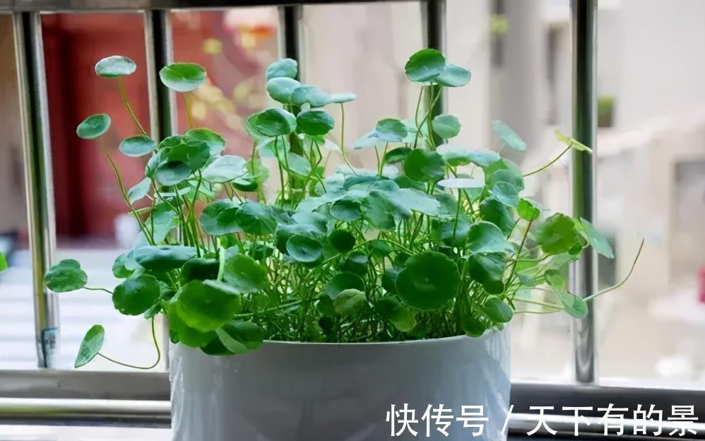 风雨兰|3种漂亮花,夏天也别搬进屋,多晒晒多淋雨,长势旺开花美