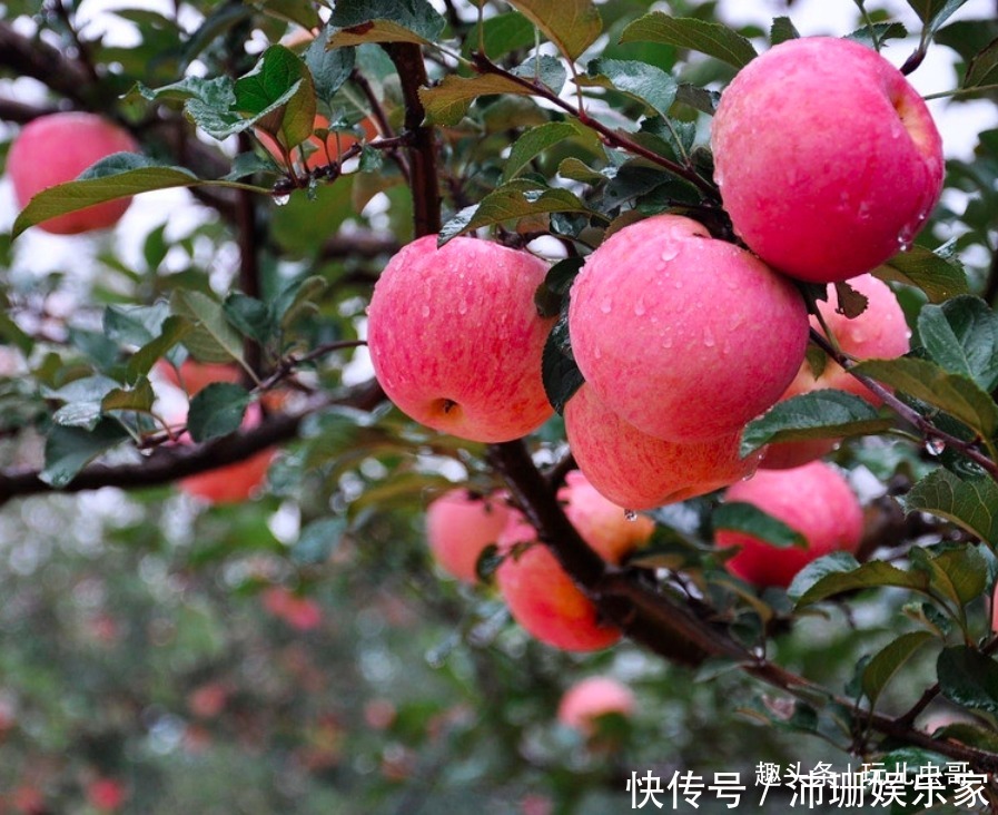 苹果美白肌肤与牙齿,重视苹果红点防治,收获