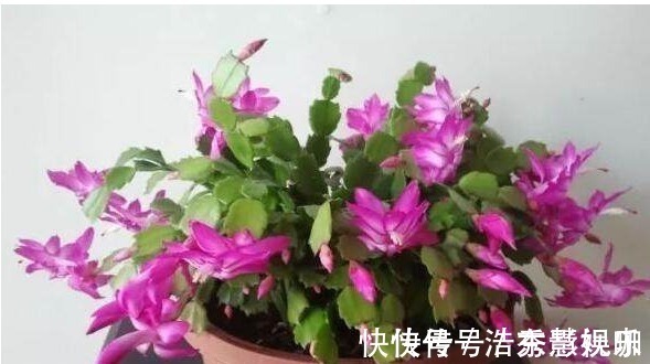 叶片|君子兰、长寿花、蟹爪兰总不开花,可能盆里缺点它,加一点就开花