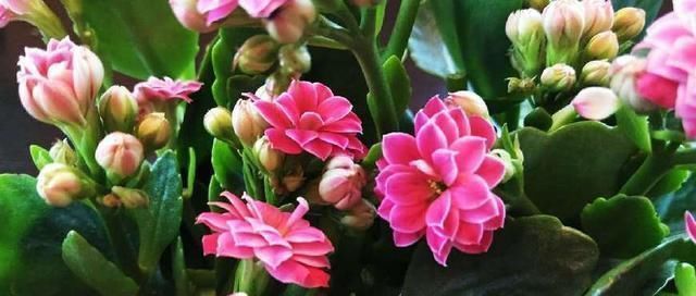 花苞|人家的长寿花,花苞都长满了花盆,原来是这么养的