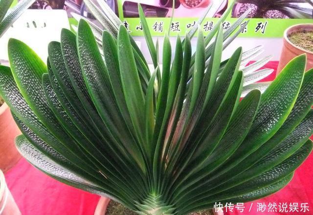 黄叶儿|养君子兰,犯了2个错,不再整齐划一,歪七扭八太不像话