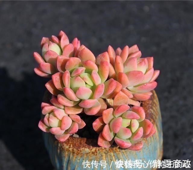 5种多肉名字太洋气,听起来就像大明星,养在家里“倍儿有面”!