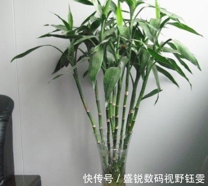 虎皮兰|这“3种”植物不管价格多“贵”, 也要养一盆, 身体变得更健康!