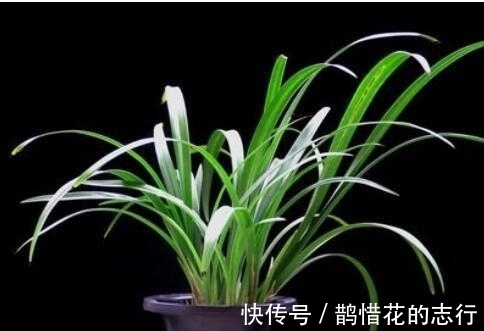 茎腐病|兰花常常养出“馒头堆”，这种造型好处多，预防病虫，花苞冒得多