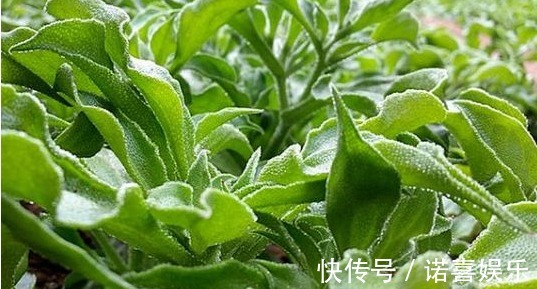 农村|农村以下几种野菜,能清热降火、明目利尿、抗衰老,早知早受益