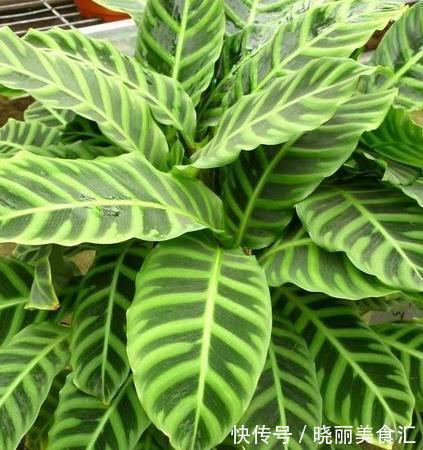 这些流行花卉,一个比一个难养,大多活不过一年,浪费钱