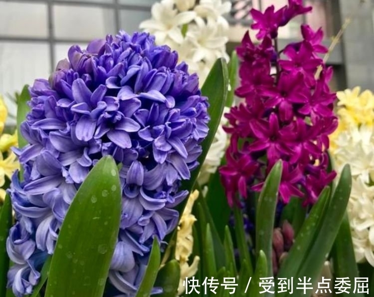 风信子|4种花养了就爆盆，好养易活开花漂亮，招财又开运，你养了吗？