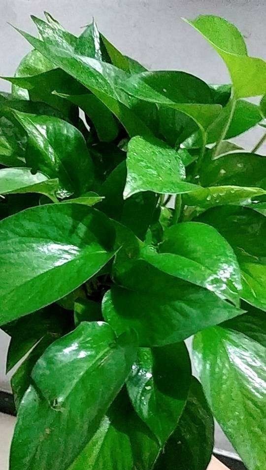 折腾不死的五种花，两个月不浇水，照样水灵灵