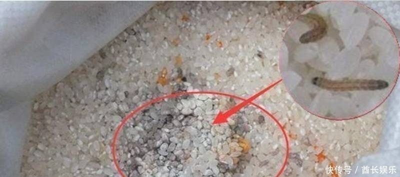 米放久了会有虫子,那这些虫子都是哪里来的呢