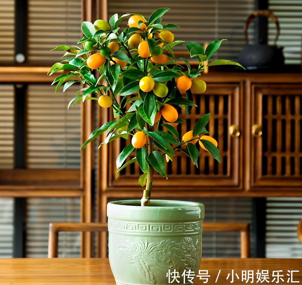 5种“金字花”,富贵招财有“好兆头”,当成年宵花,吉利又旺家