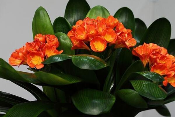 君子兰被誉为“花中君子”,品相高贵叶片油绿,4个妙招教你养好