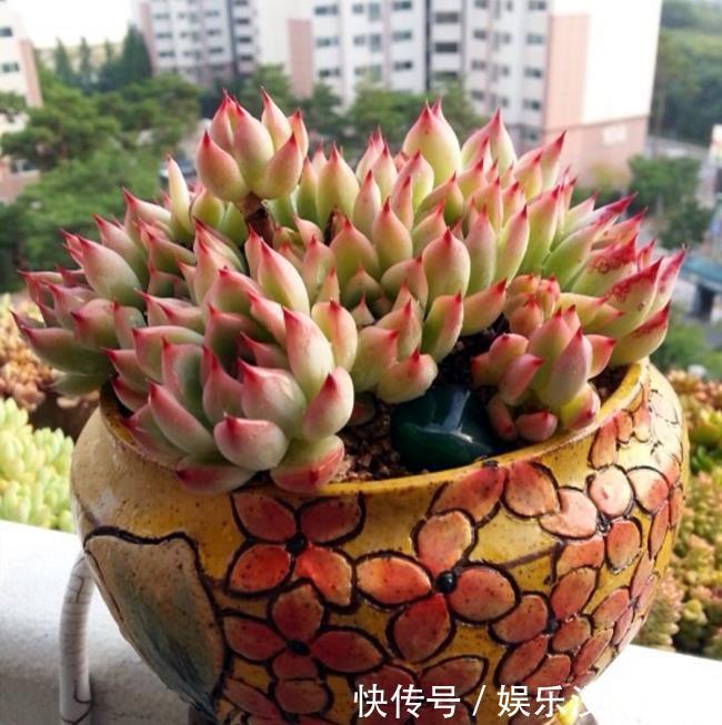 突发状况|多肉的几大突发状况,别担心,这样处理就好
