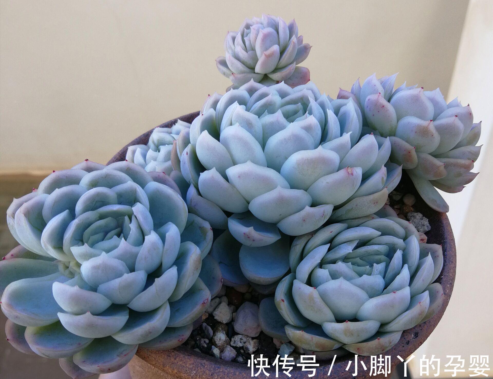 那些你可能不知道的多肉植物小秘密