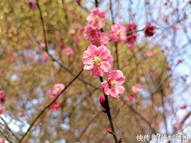 莫负春光赏花时，我在京山这里，等你来