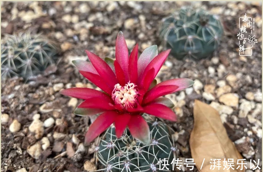 多肉|遇见即美，花事未荼蘼！种一桌子多肉，看花开花落！