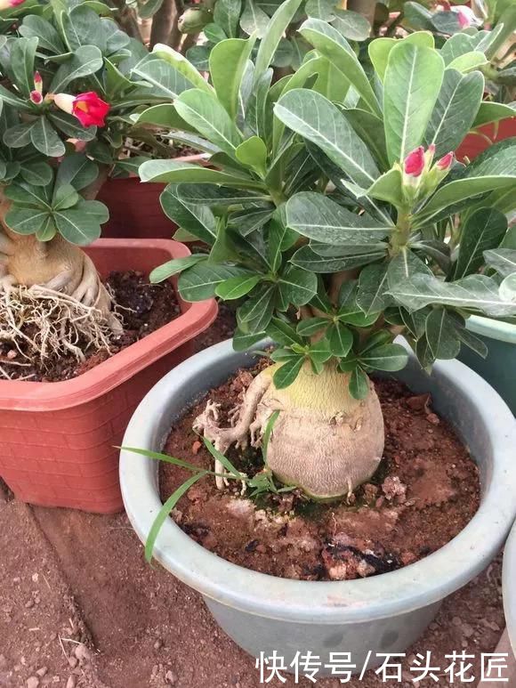 养花|气温高了，养花5种花别“乱浇水”，今天浇、明天可能就烂根