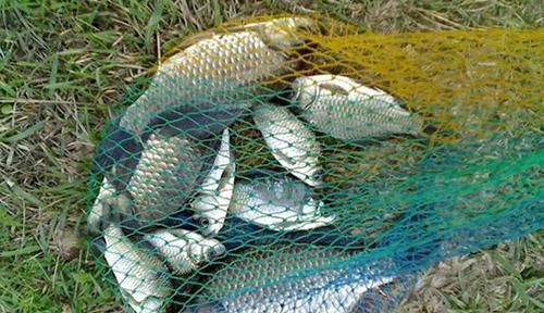 饲料|野钓用饵狠招数:颗粒饲料的多种用法,通杀鲫草鲤!