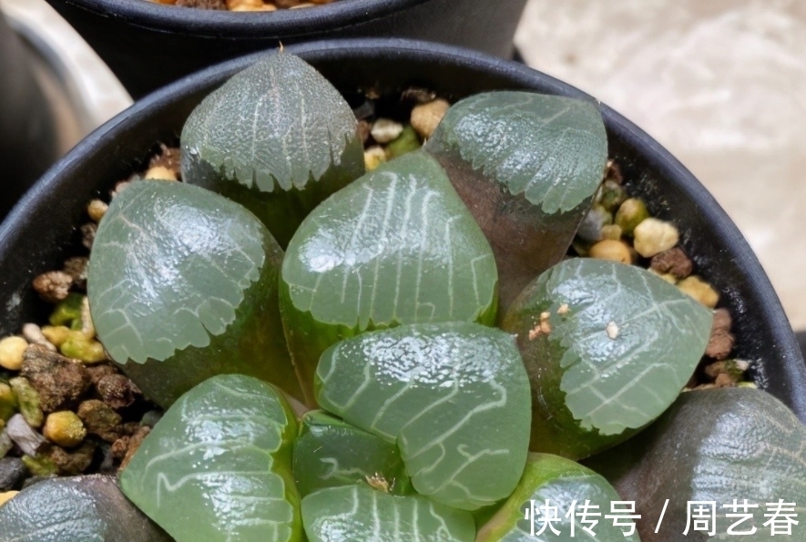 多肉植物玉露养护指南:叶子干瘪摊大饼该怎么办?