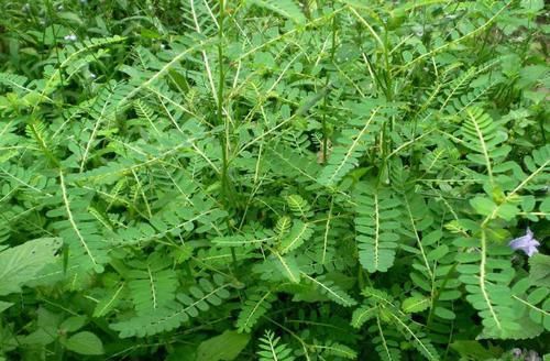 农村这奇特的野草，提取物能抗乙肝病毒，却鲜为人知