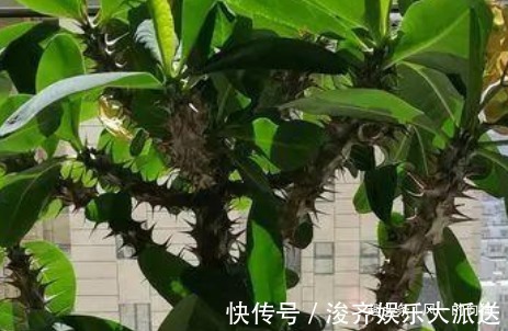 懒人花|这3种“懒人花”,好看又耐旱,越旱越开花,水多很容易死